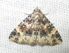 Eublemma rubripuncta