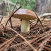 Dotted-stalked Suillus - Photo (c) heymilly, some rights reserved (CC BY-NC), uploaded by heymilly