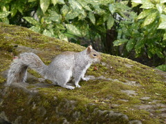 Sciurus carolinensis