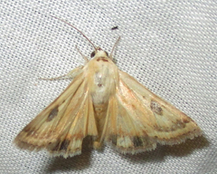 Heliothis scutuligera