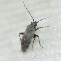 Europiella