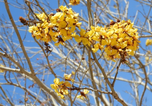 Image of Cenostigma eriostachys by (c) Francisco Farriols Sarabia, some rights reserved (CC BY)