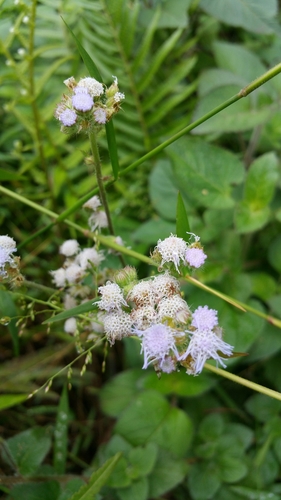 Ageratum houstonianum image