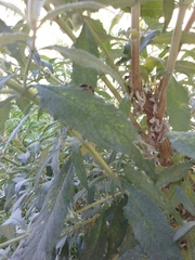 Camponotus clarithorax