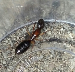 Camponotus clarithorax