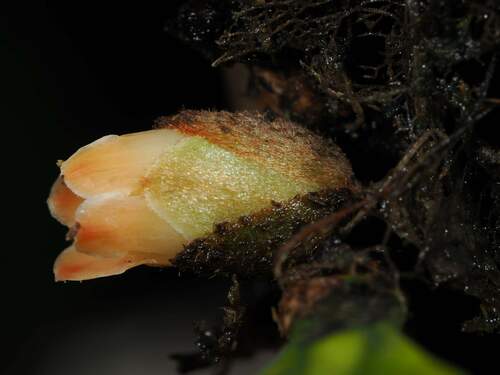 Planchonella saligna