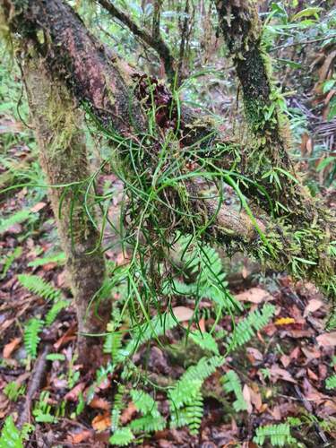 Schoenorchis micrantha observed 2023-11-26