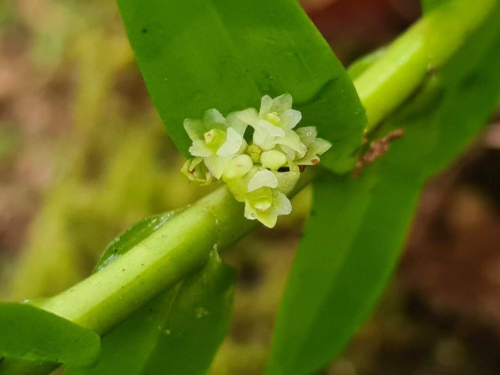 Appendicula reflexa