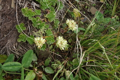 Phedimus spurius