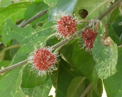 Pisonia capitata