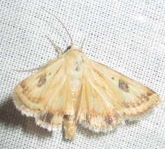 Heliothis scutuligera