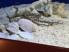 Wunderpus photogenicus