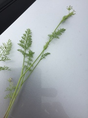 Scandix pecten-veneris