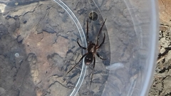 Sagana rutilans