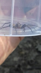 Sagana rutilans