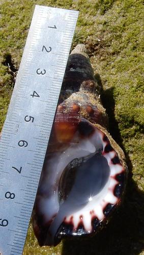 Ranella gemmifera