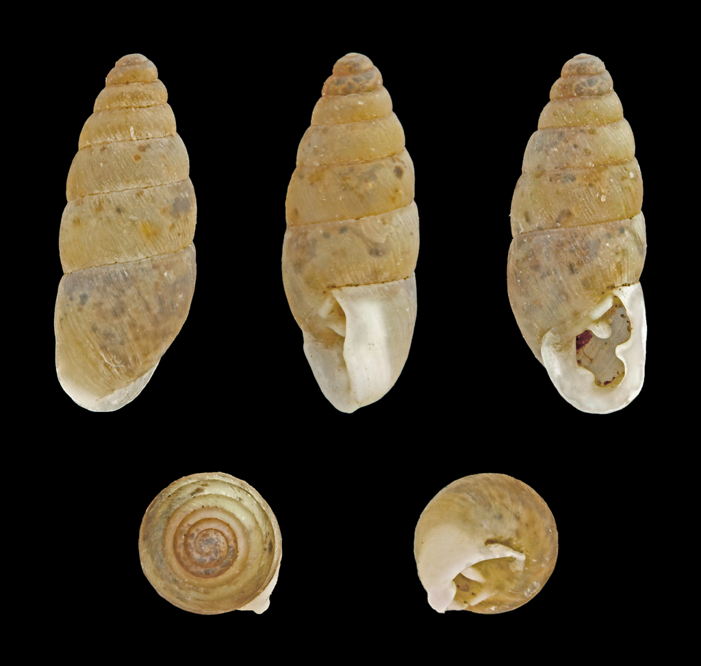 Chondrula tridens