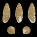 Chondrula tridens - Photo (c) H. Zell, algunos derechos reservados (CC BY-SA)