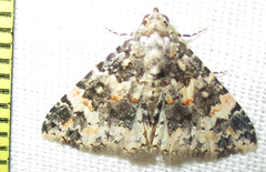 Eublemma rubripuncta