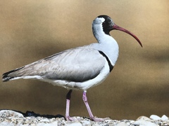 Ibidorhyncha struthersii