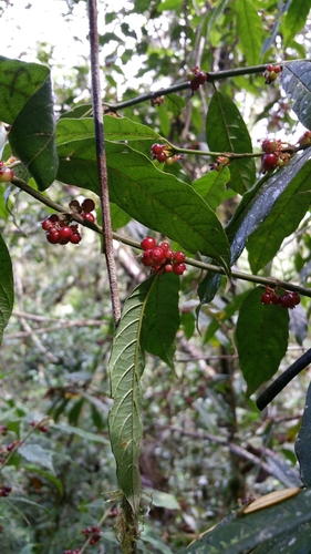 Pauridiantha paucinervis