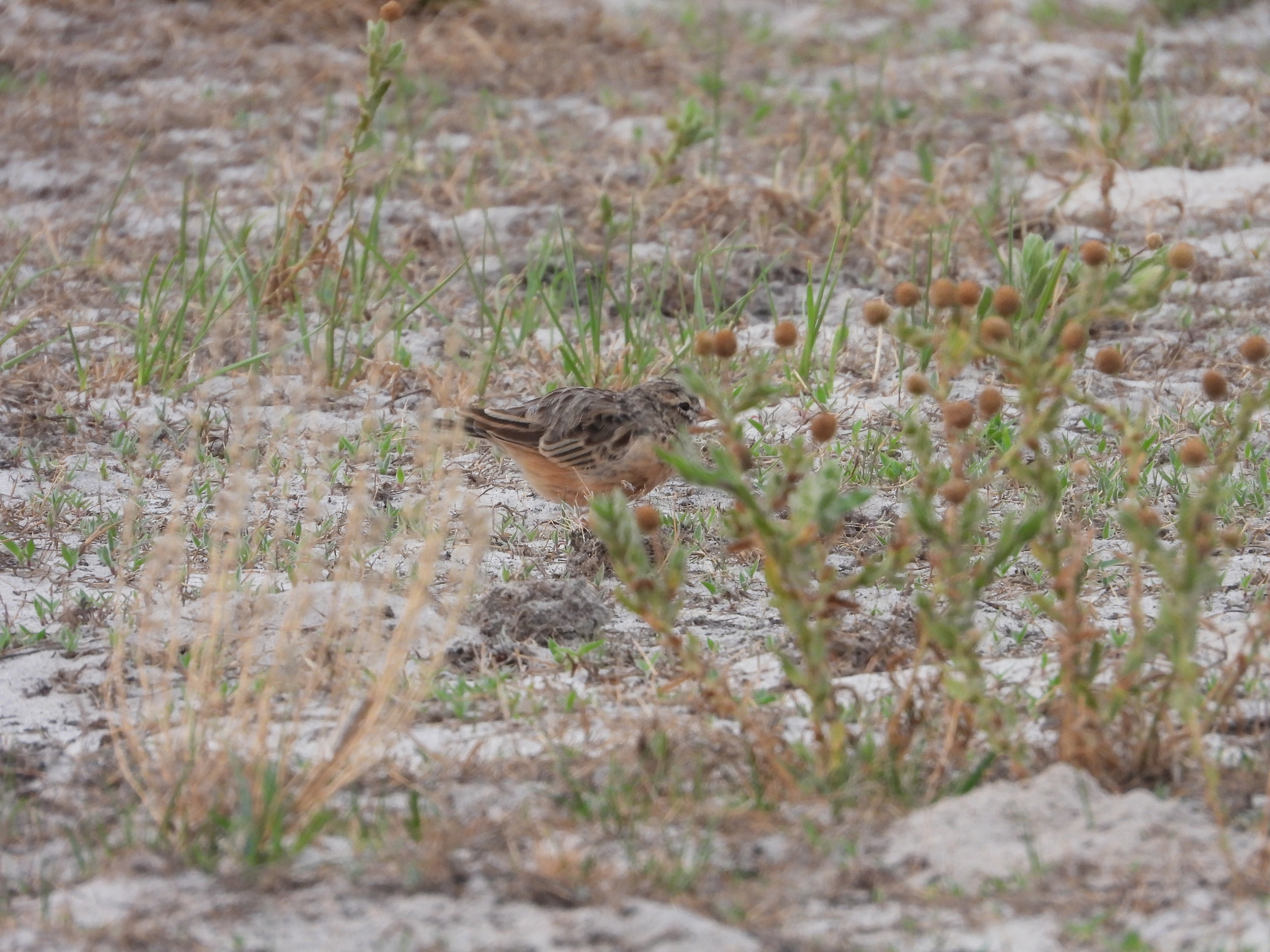 Pink-billed Lark (Spizocorys conirostris), photo 8
