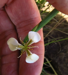 Moraea brevistyla