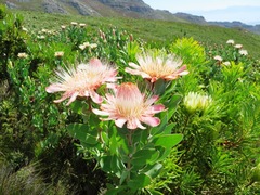 Protea aurea aurea × punctata