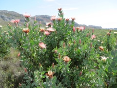 Protea aurea aurea × punctata