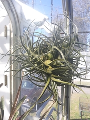 Tillandsia seleriana