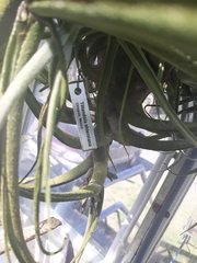 Tillandsia seleriana
