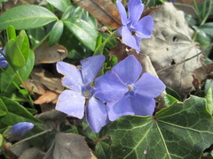 Vinca minor
