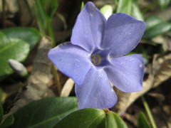 Vinca minor