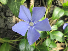 Vinca minor
