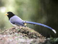 Urocissa flavirostris