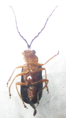 Spilocephalus intermedius