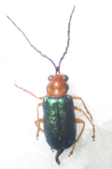 Spilocephalus intermedius