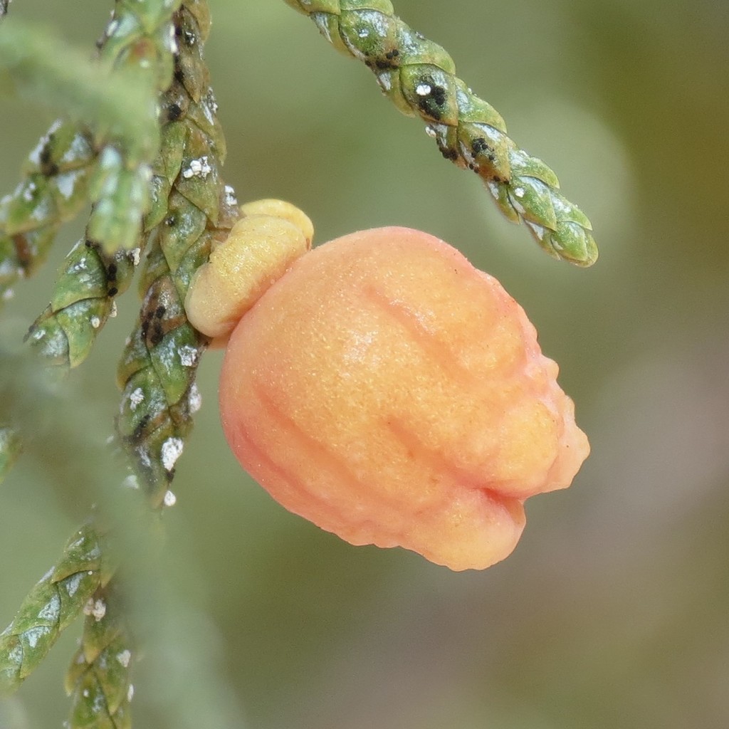 Juniper Urn Gall Midge
