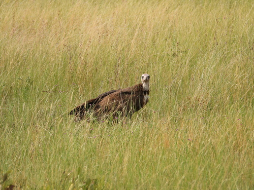 Hooded Vulture