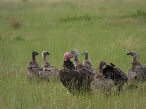 White-backed Vulture