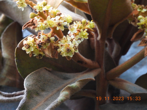 Andea velutina, photograph 6
