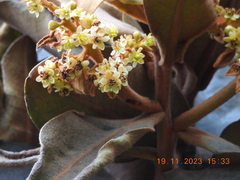 Andea velutina, photograph Carlos Torrente, CC BY, iNaturalist via GBIF