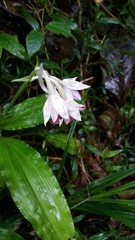Calanthe