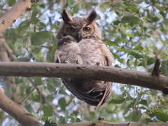 Bubo virginianus nacurutu