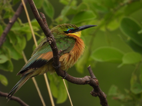 Little Bee-eater