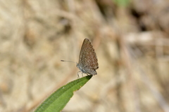 Zizina otis labradus