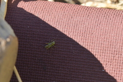 Conocephalus bilineatus