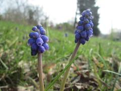 Muscari armeniacum