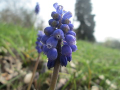 Muscari armeniacum