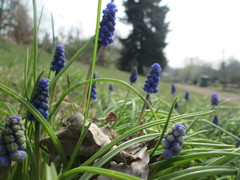 Muscari armeniacum